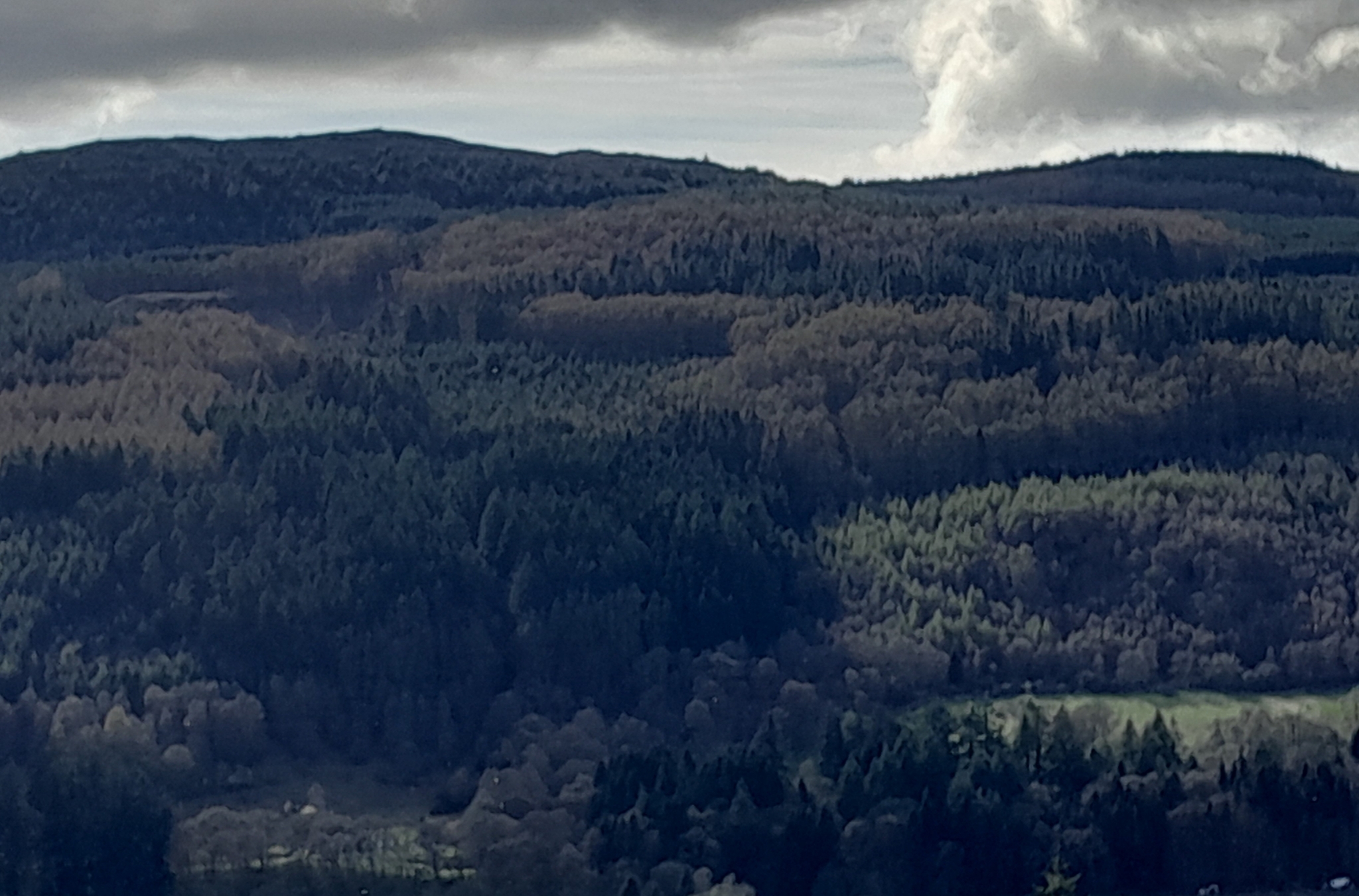Tay Forest